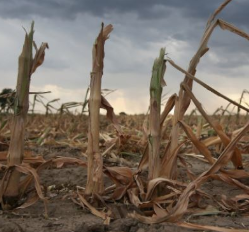 Global Crop Failures Continue: Australia Is Going To Have Its WORST HARVEST Ever Recorded